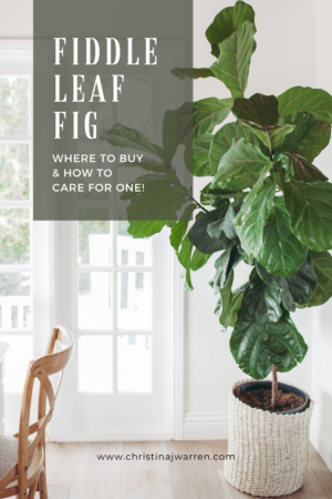 The Most Beautiful Houseplants And How To Care For Them Christina J