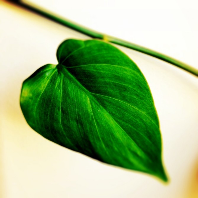 house plant leaf