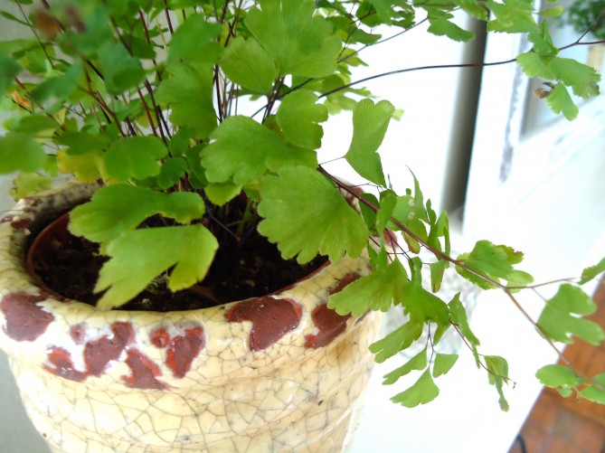 maiden hair fern