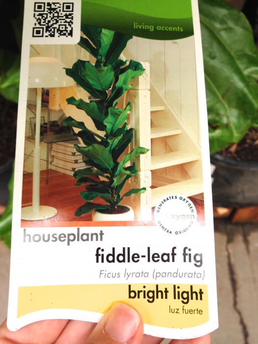 Fiddlehead fig