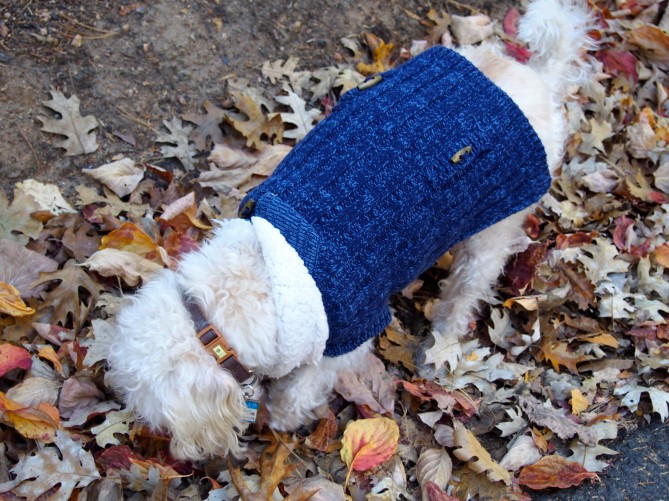 blue dog sweater