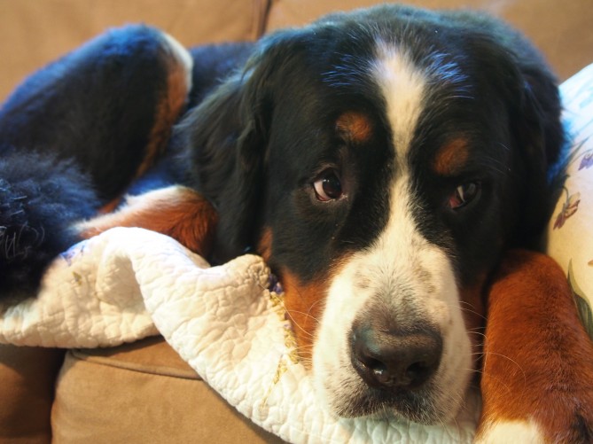 Burmese Mountain Dog