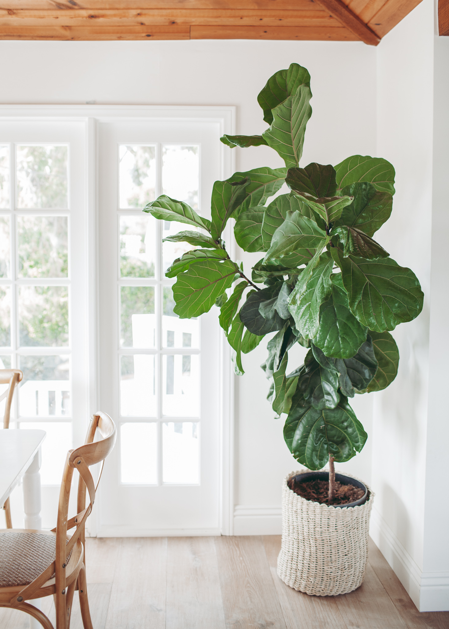 The Most Beautiful Houseplants and How to Care for them!